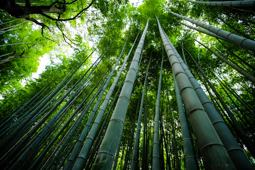 5 Reasons Why We’re Bamboozled by Bamboo and Why You Should be Too!